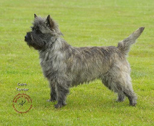 Cairn Terrier 9R071D-129.JPG